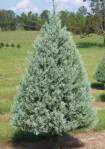 Different Types and varieties of Christmas Trees - Arizona Cypress