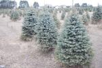 Different varieties and types of Christmas Trees - Blue Spruce