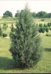 Different types and varieties of Christmas Trees - Eastern Red Cedar 