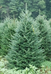 Different Varieties and types of Christmas Trees - Fraser Fir