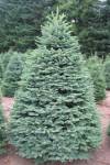 Different Varieties and Types of Christmas trees - Noble Fir