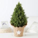 Small Rosemary Christmas Tree, green, sustainable, eco-friendly