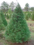 Different types and varieties of Christmas Trees - White Pine