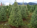 Different types and varieties of Christmas Trees - White Spruce